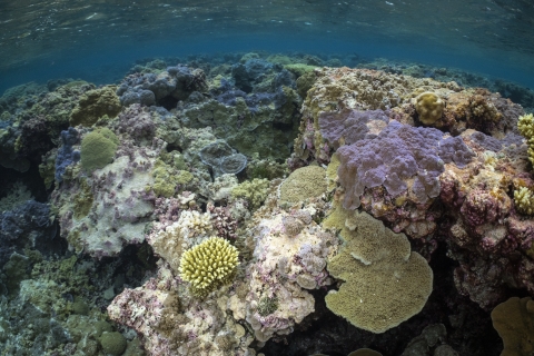 Palmyra Atoll coral reef