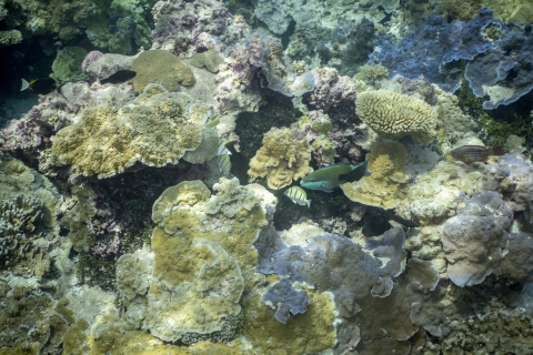 Reef fish swimming along coral