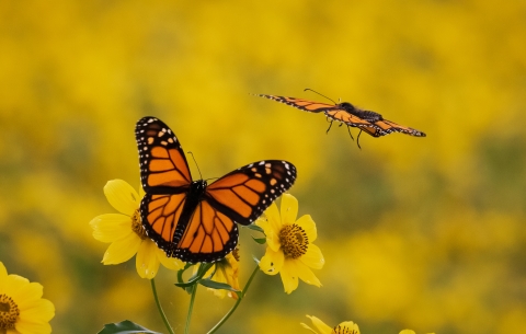 Monarch butterflies on blooming yellow flowers