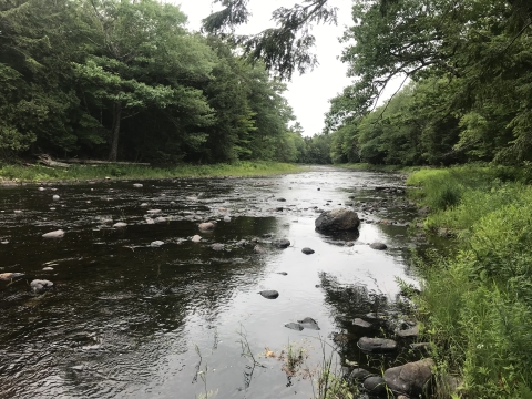 Over-widened, shallow Narraguagus river in Maine