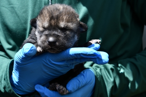 A person wearing latex gloves holds a young Mexican wolf pup