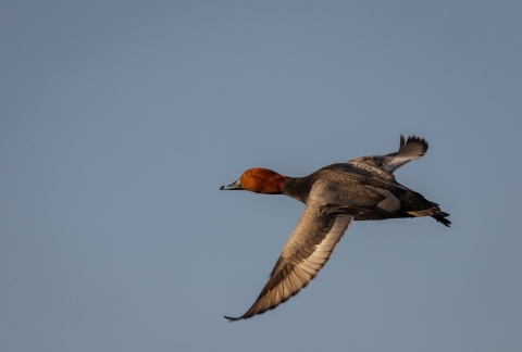 A redhead duck flying