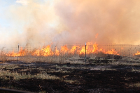 A line of fire on a prescribed fire