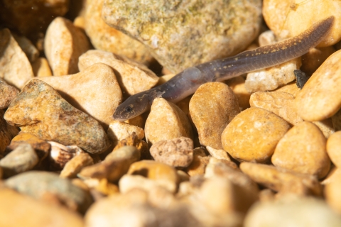 San Marcos salamander