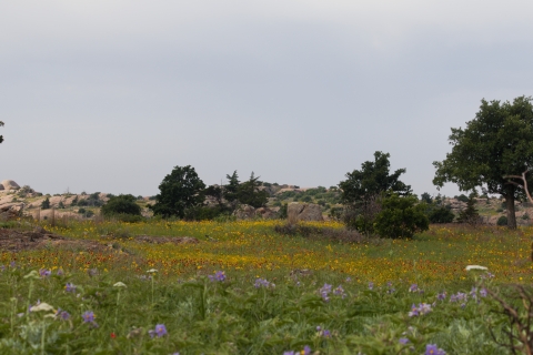 A mixed grass prairie blooming in red, yellow, purple and white abuts a rocky oak scrubland in the distance
