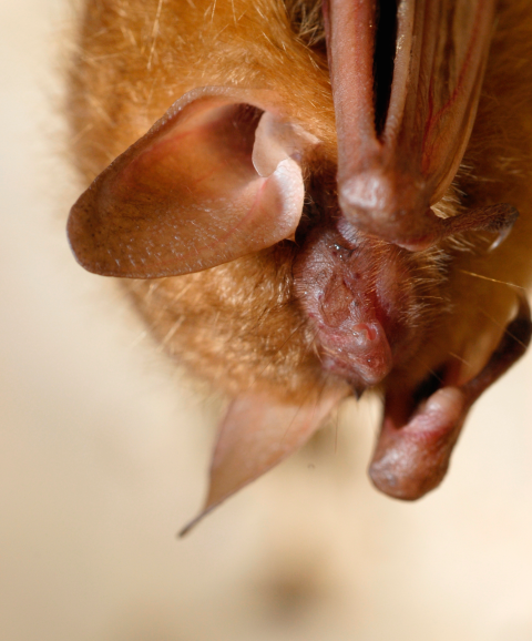a portrait of a hanging bat with large ears, folded arms, and fuzzy brown body