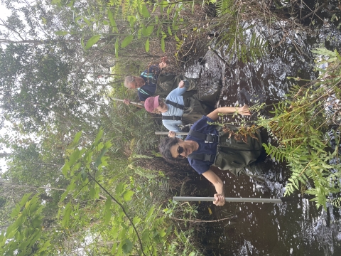 Three volunteers wearing waders and holding poles wade waist deep in murky swamp water, surrounded by ferns and trees