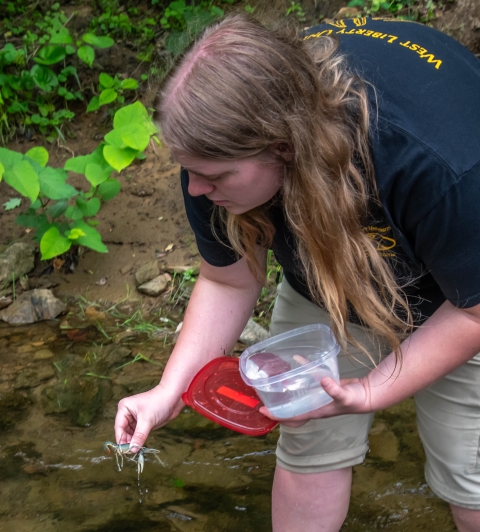 Biologist placing a Big Sandy crayfish in the water.