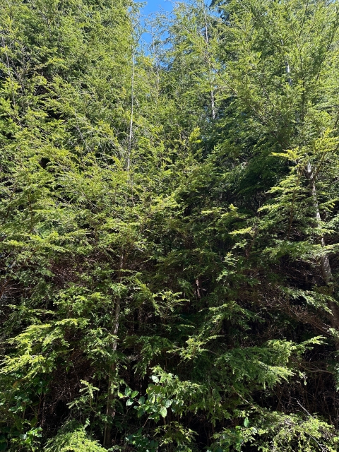 Densely packed cedar and hemlock trees fill the frame with greenery