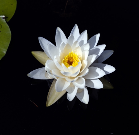 A water lily blooms in the Chesser Prairie of the Okefenokee National Wildlife Refuge.