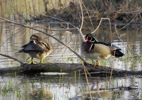 Drake wood duck with female