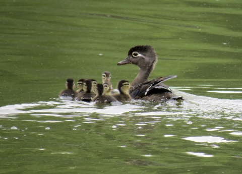 Mother wood duck with ducklings
