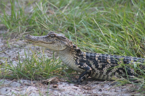 small white, brown and black alligator crouched in high grass