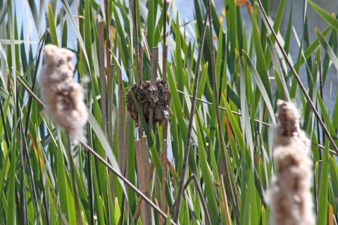 A bird nest is suspended in some cattails