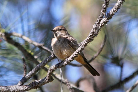 A brown bird perched on the branch of a pine tree
