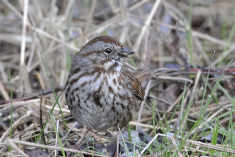 Song Sparrow