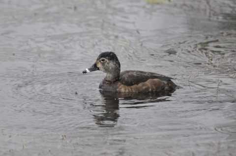 Female Ring-necked Duck
