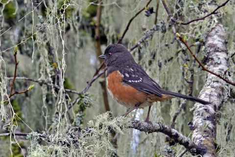 Spotted Towhee