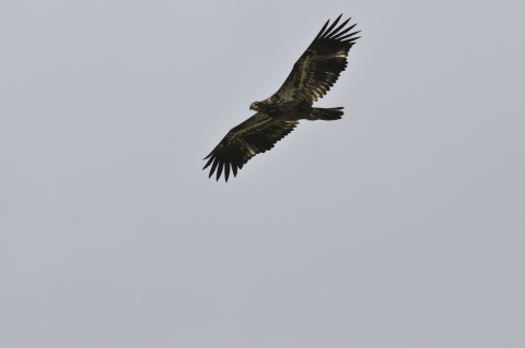 Juvenile Bald Eagle