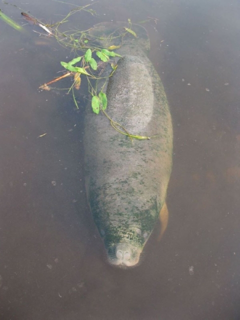 An African manatee just underneath the water's surface as viewed from above. There's a few sticks and leaves along the manatee's back floating on the surface.