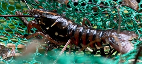 Black creek crayfish in a green net