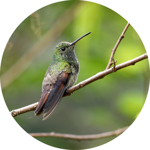 Berylline hummingbird perched on a branch