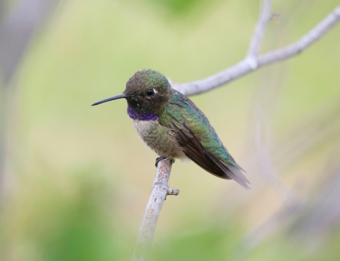 Black-chinned hummingbird perched on a branch