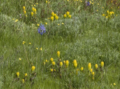 Common Camas and Golden Paintbrush