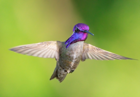 Costa's hummingbird in flight