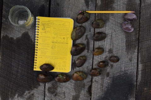 Fourteen freshwwater mussels placed on wooden boards. They are beside a yellow notebook and a glass jar.