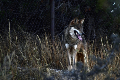 A Mexican wolf standing inside an enclosure in grass.
