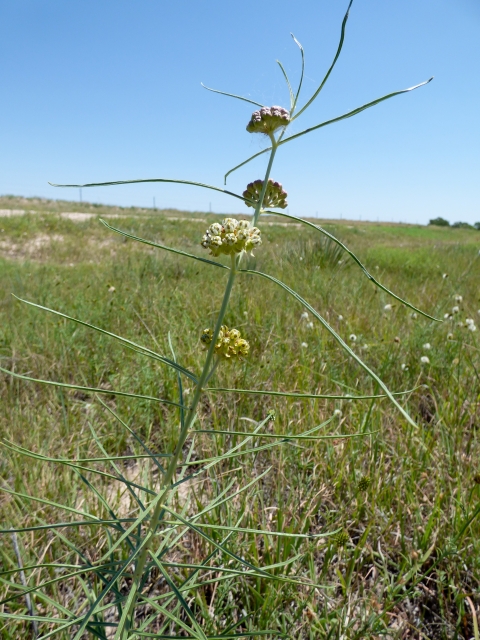 Engelmann's milkweed
