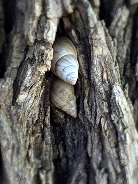 Snails in crevice of tree