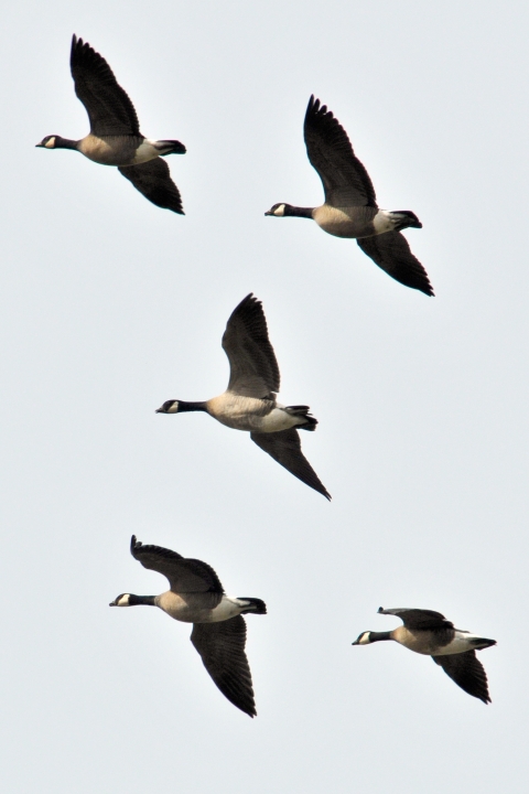 Canada Goose flock