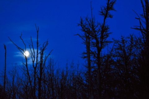 William L. Finley Refuge at night