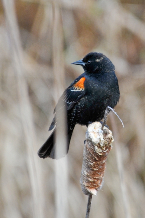 Red-winged Blackbird