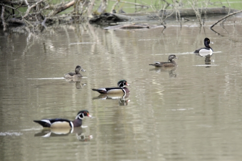 Wood Ducks and Ring-necked Ducks