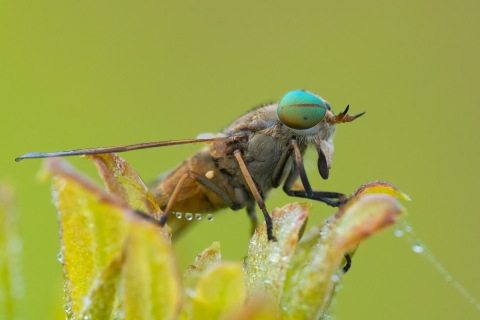 Image of greenhead fly on plant