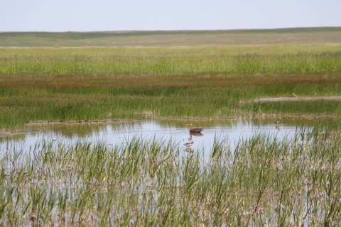 A duck sits in a wetland. 