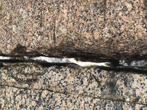 Green sea turtle trapped in jetty rocks in Texas