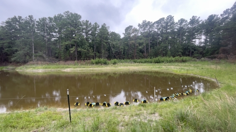 Loblolly pine ecosystem in Central Texas