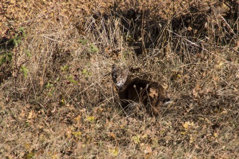 Juvenile Bobcat by Himalayan Blackberry