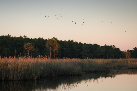 birds flying over impoundment