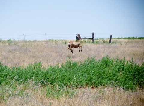 Mule deer leaping