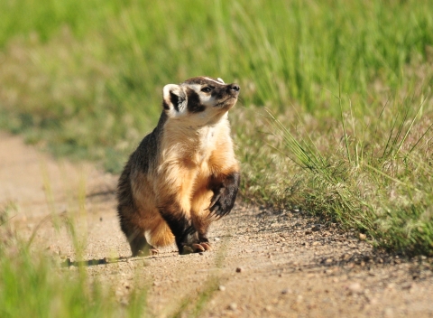American badger, a small creature with tan, brown, and white fur and clawed paws, walks down a dirt path with his nose raised as if sniffing.