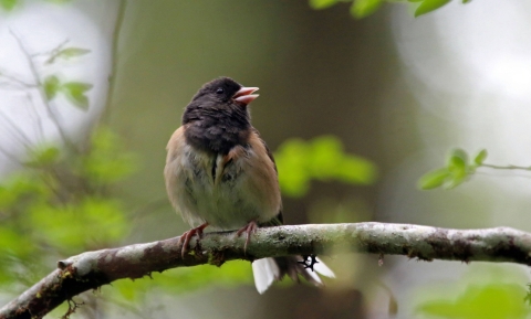 Small bird with brown-black head and tan-red body perches on a branch.