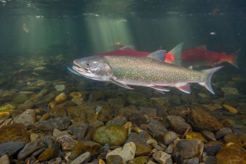 Dolly varden underwater