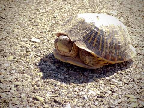 Box turtle