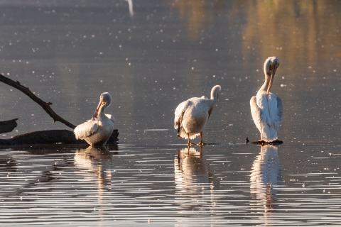 American White Pelicans