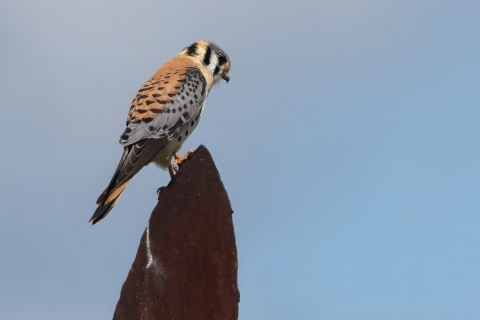 A kestrel perched on a metal sign